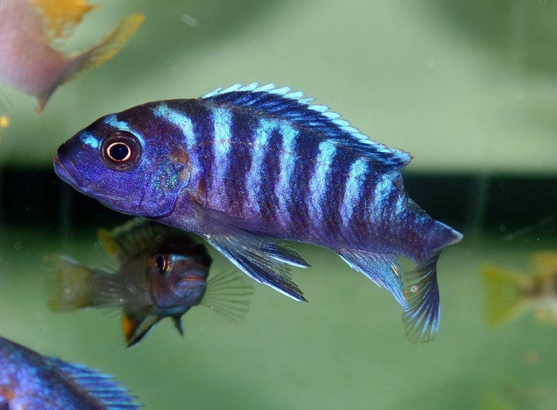 Maylandia sp. 'dolphin' Manda